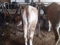 Сиыр, Simmental cattle — 6-сурет