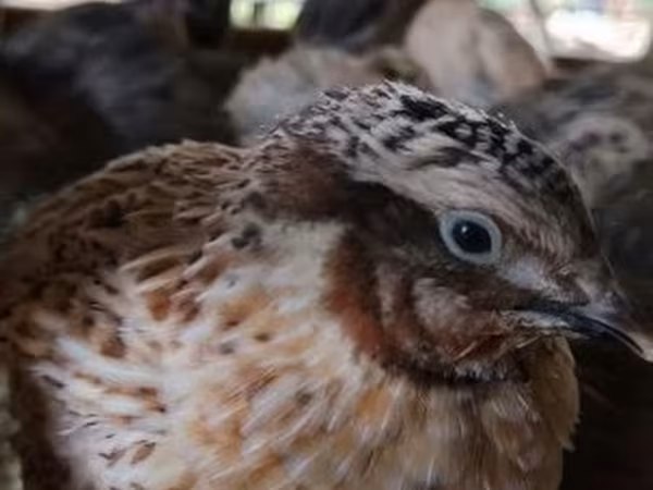 Quails