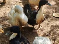 Nemački pekin — fotografija 7