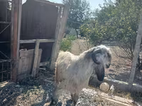 แพะตัวผู้, Damask goat — รูปภาพ 2
