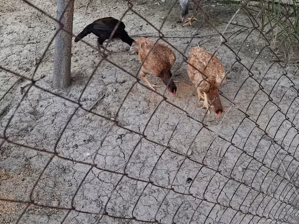 Chickens