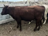 Boğa, Sığır — foto 2