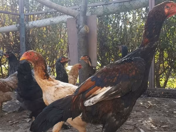 Chickens — Kyrgyzstan