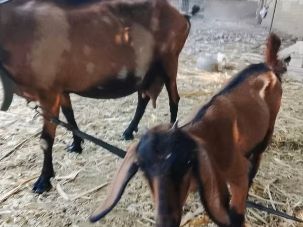 Get, Alpine goat — Moldavien