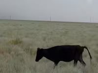 Vacă, Bovine — foto 4