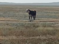 Lembu ternakan (lot, jantina tidak dinyatakan), Simmental cattle — foto 4