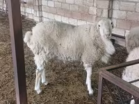 گاو نر, Russian Black pied cattle — عکس 1
