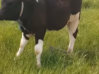 Bull, Holstein breed — photo 1