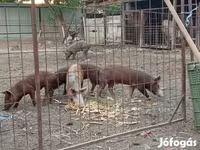 Babi hutan, Pigs — foto 1