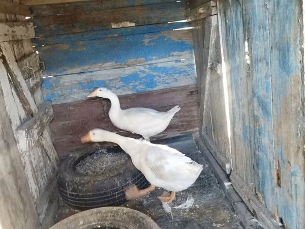 Geese — Azerbaijan