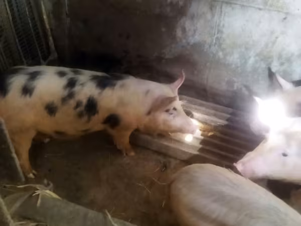 Prasata (šarže, pohlaví neuvedeno), Prasata