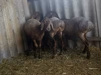 Pecora, Arashan sheep — foto 5