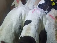 Toro, Mucca limousine — foto 4