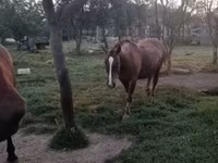 Faras dhaddig, Horses — sawirka 4