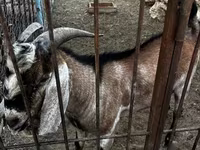 Koza, Nubian Goat — zdjęcie 2