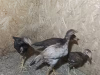 Chickens — 2-сурет