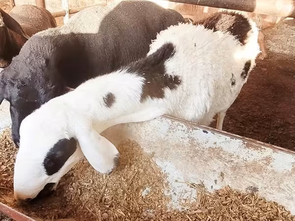 Ido, Sheep