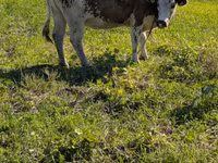 گاو ماده, Simmental cattle — عکس 1
