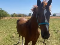 ፈረስ, Horses — ፎቶ 3