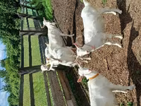 Capra, Capre — foto 5