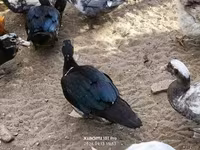 Ducks — foto 2