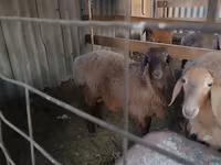 قوچ, Karakul sheep — عکس 2