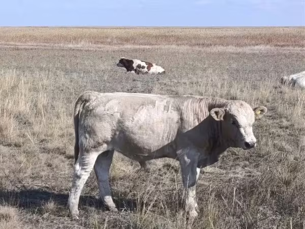 公牛, Cattle