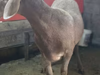 Cừu đực, Arashan sheep — ảnh 3