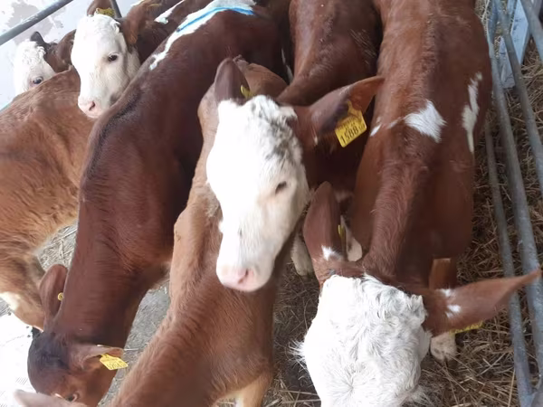 Bull, Simmental cattle