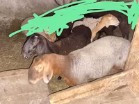 Ido, Edilbay sheep — sawirka 4
