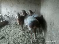 Får, Edilbay sheep — foto 6