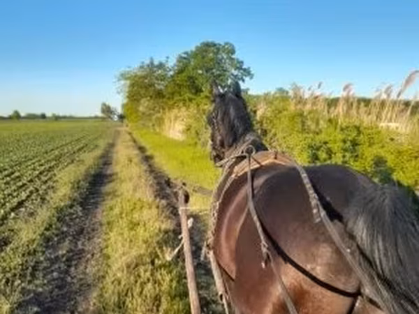 Hingst, Nonius horse
