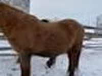 Cavallo, Yakutian horse — foto 5