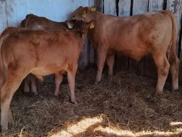 Býk, Simmental cattle