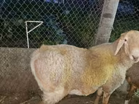 قوچ, Rhon sheep — عکس 3