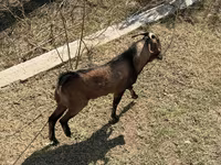 Koza, Alpine goat — zdjęcie 4
