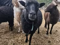 میش, Ouessant sheep — عکس 1