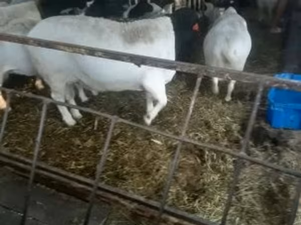 숫양, Dorper sheep