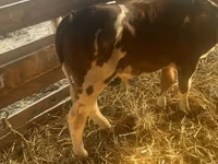 Toro, Simmental cattle — foto 1