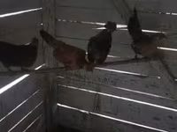 Chickens — புகைப்படம் 1