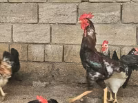 Chickens — 写真 1