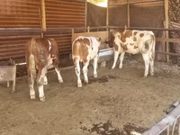 گاو نر, Simmental cattle — عکس 1