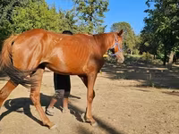 Kısrak, Arabian horse — foto 2