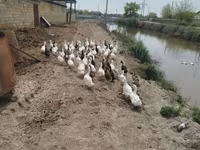 Ducks — снимка 2