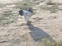 براهما — الصورة 2