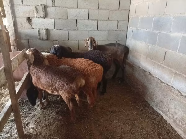 Ram, Sheep — Kyrgyzstan