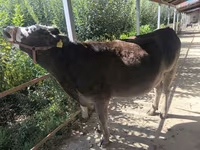 Tehén, Swiss cattle — 3. fotó