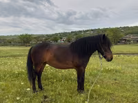 Mare, Horses — photo 3