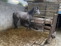 Kůň, Koně — foto 5