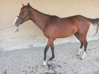 Kuda jantan, Arabian horse — foto 2